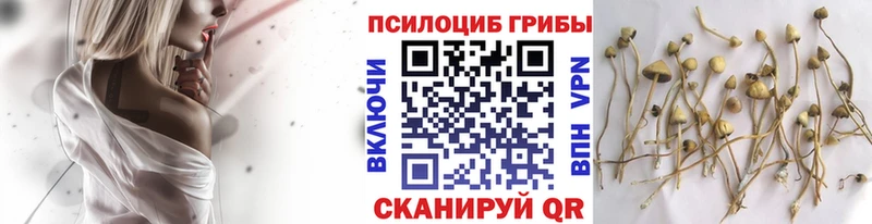 Псилоцибиновые грибы Psilocybe  маркетплейс какой сайт  Шлиссельбург 